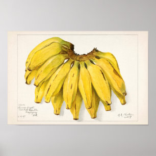 Poster Pintura por Aquarela de Frutas (Musa)