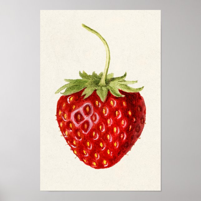 Poster Pintura por Aquarela (Fragaria) Fruta (Frente)