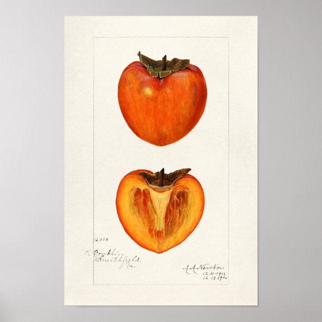 Poster Pintura Por Aquarela Fruta (Frente)