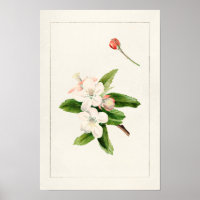 Pintura Por Aquarela (Malus) Com Flor De Maçã De C