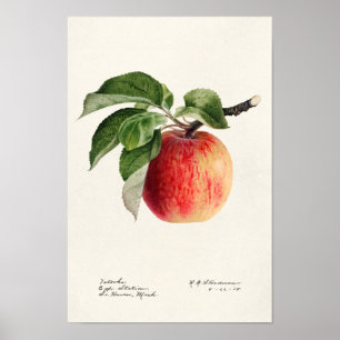 Poster Pintura por Aquarela (Malus Domestica) Fruta