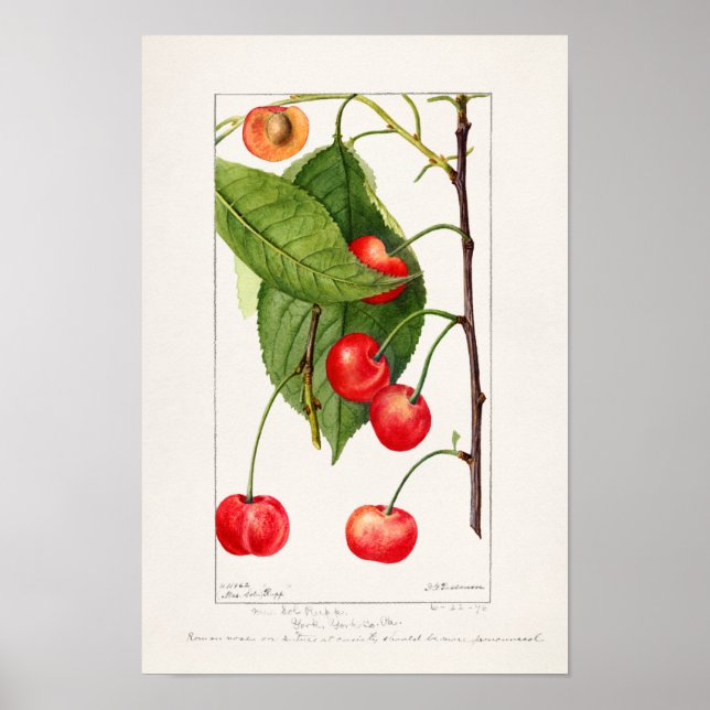 Poster Pintura por Aquarela (Prunus Avium) Fruta (Frente)