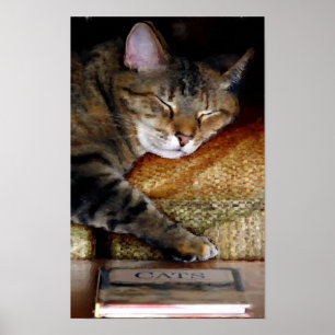 Poster Pintura sonolento do livro do gato