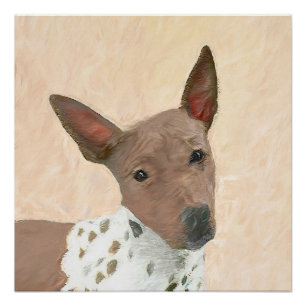 Pôster Pintura Terrier sem cabelos americana - Arte canin
