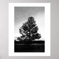 Pinyon Tree Silhouette