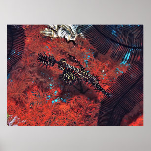 Poster Pipefish do Fantasma do ornamentado
