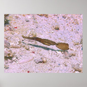 Poster Pipefish Fantasma Robusto