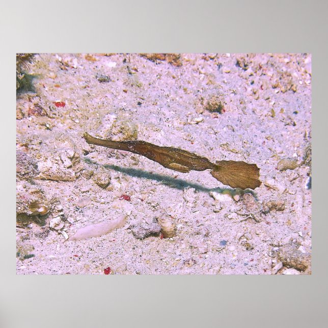 Poster Pipefish Fantasma Robusto (Frente)