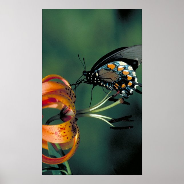 Pôster Pipevine Swallowtail (Frente)