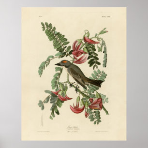 Poster Piping Flycatcher das Aves da América de Audubon