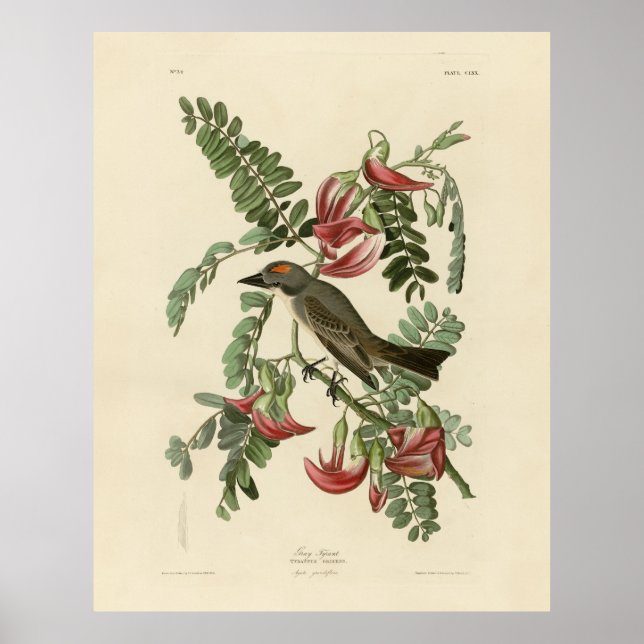 Poster Piping Flycatcher das Aves da América de Audubon (Frente)