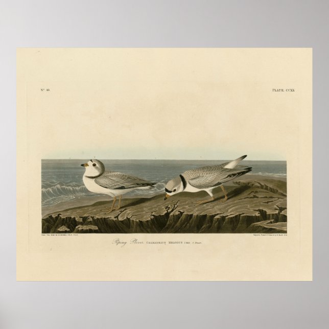 Poster Piping Plover from Audubon's Birds of America (Frente)