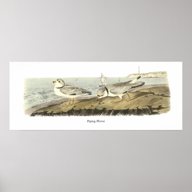 Poster Piping Plover, John Audubon (Frente)