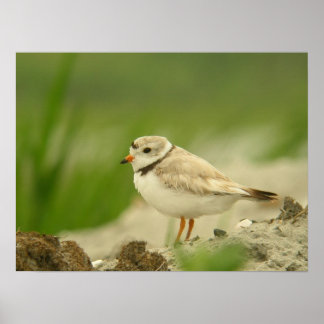 Pôster Pipng Plover