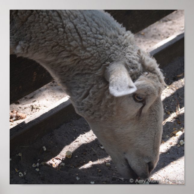 Pôster pipoca comedora de ovelha (Frente)