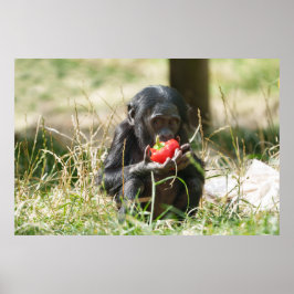 Poster Piquenique de Bonobo