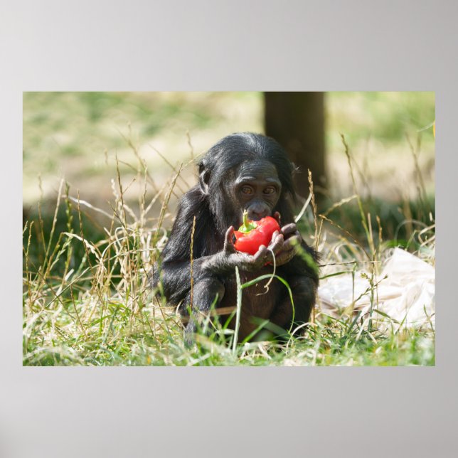 Poster Piquenique de Bonobo (Frente)