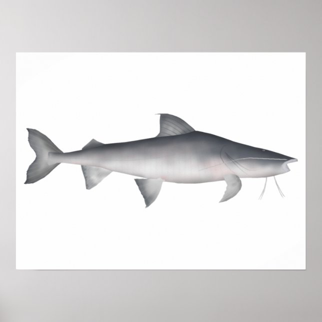 Poster Piraiba (Frente)