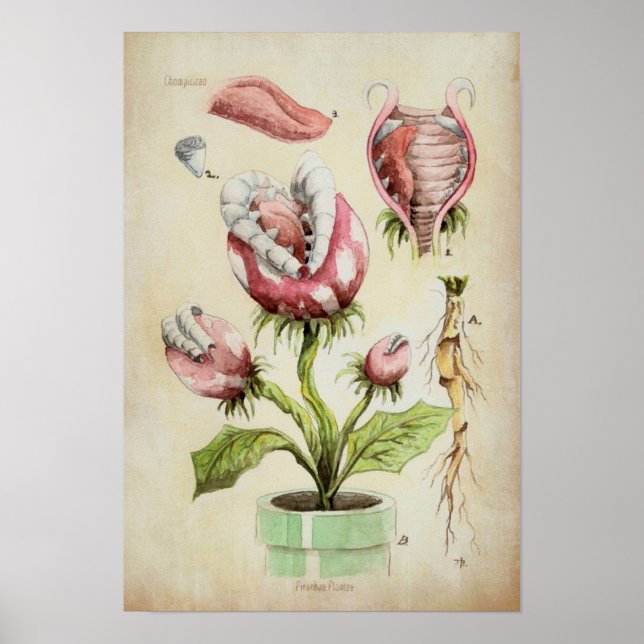 Poster Piranha Plant Botanical Illustration (Frente)