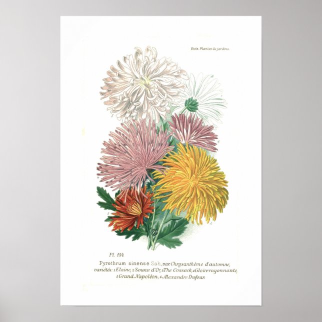 Poster Piretrum sinense (Chrysanthemum) (Frente)