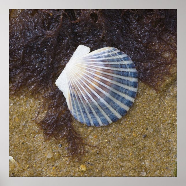 Pôster Piscina (Frente)