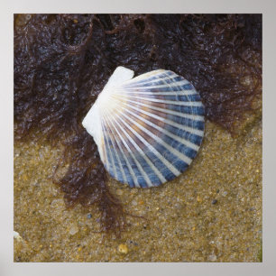 Pôster Piscina maré