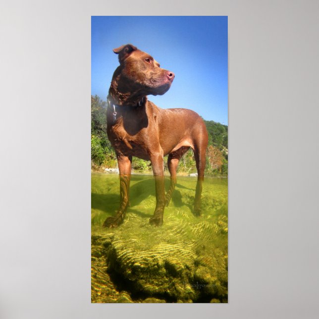 Poster Pit Mix Dog Wading de Chocolate Lab (Frente)