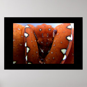 Poster Pitão verde da árvore