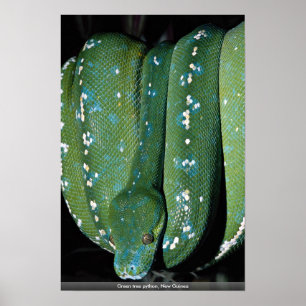 Poster Pitão verde da árvore, Nova Guiné