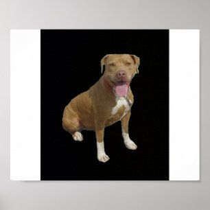 Pôster Pitbull