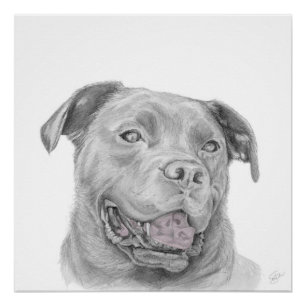 Pôster Pitbull Art Drawing American Staffordshire Terrier