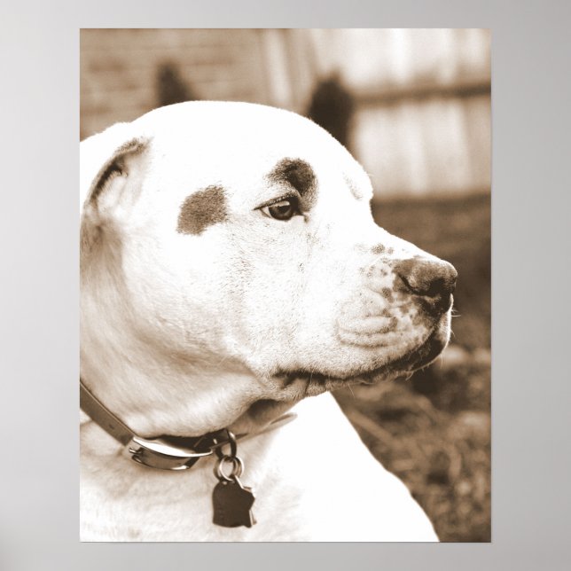 Pôster pitbull cão sepia ódio ato não se reproduz (Frente)