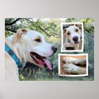 Pitbull - Composto Maverick