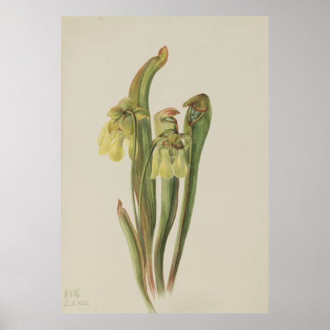 Poster Pitcherplant com capuz (Sarracenia minor) (Frente)
