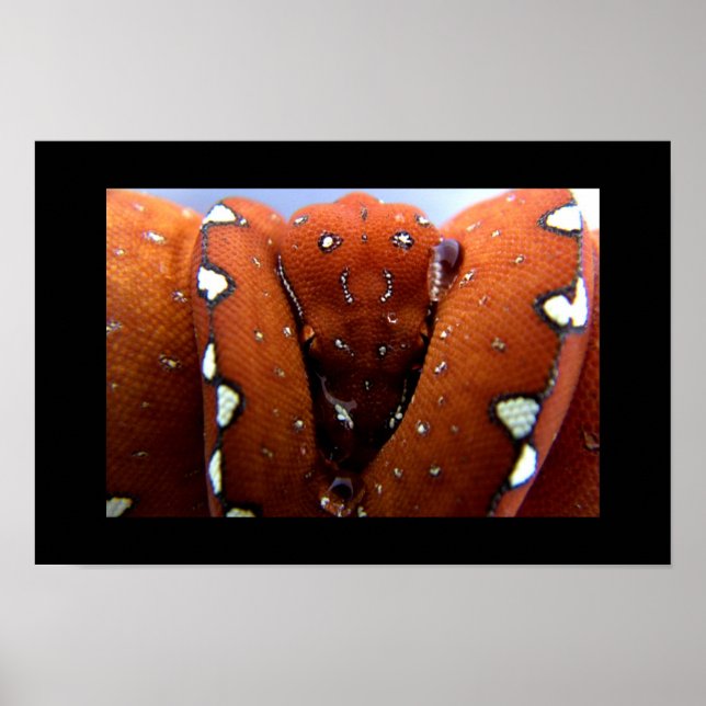 Poster Píthon verde (Frente)