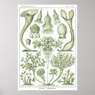 Poster Placa 03 Ciliata.