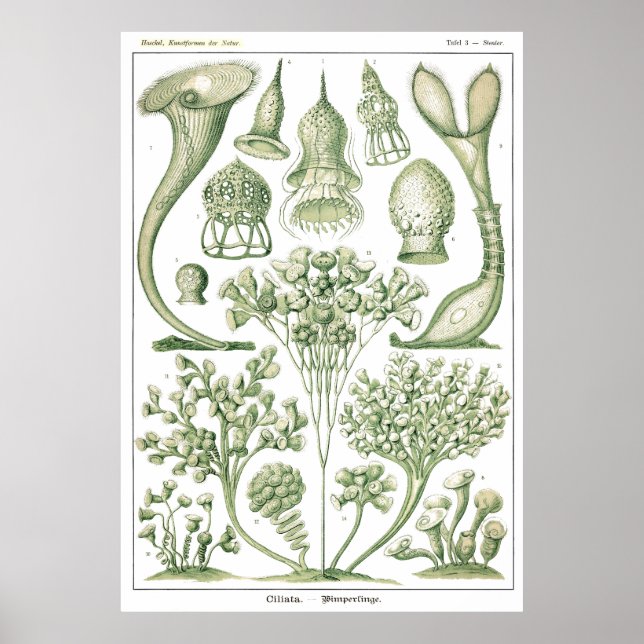 Poster Placa 03 Ciliata. (Frente)