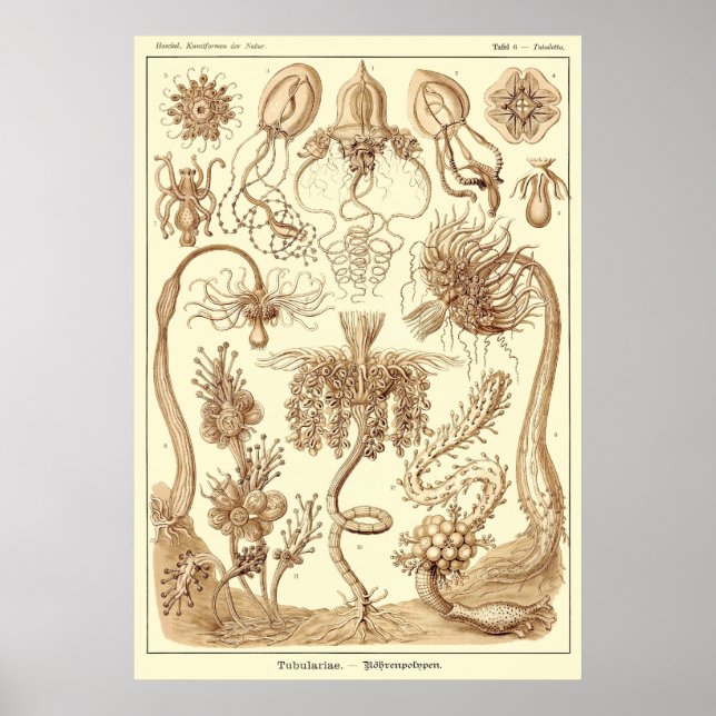 Poster Placa 06 Tubulariae (Frente)