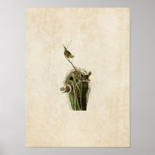 Poster Placa 100   Marsh Wren   Aves da América