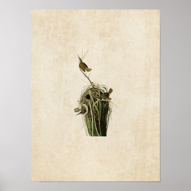 Poster Placa 100 | Marsh Wren | Aves da América (Frente)