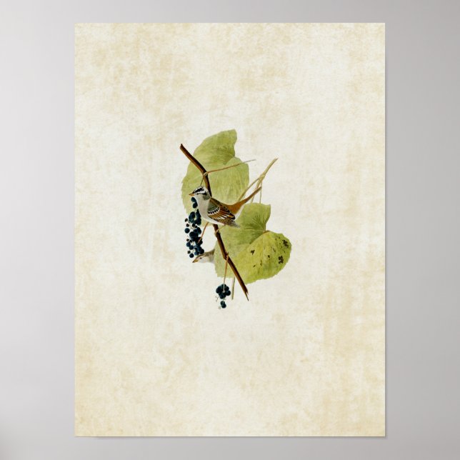 Poster Placa 114 | Espingarda branca (Frente)