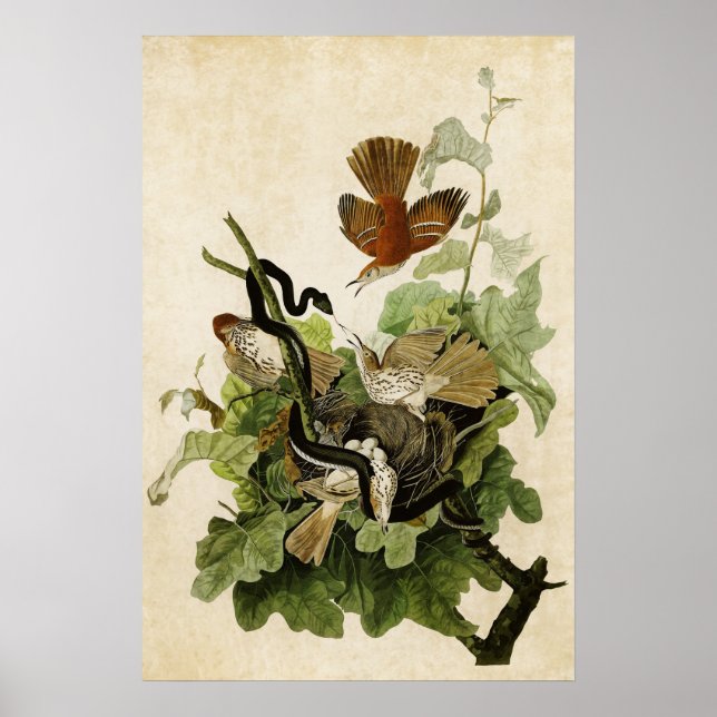 Pôster Placa 116 | Turfa Ferruginosa | Aves da América (Frente)