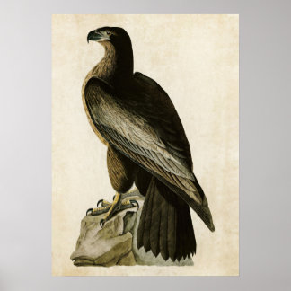 Pôster Placa 11 | Ave de Washington | Aves da América