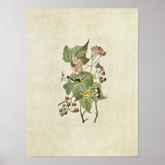 Poster Placa 123 | Warblers Pretos e Amarelos