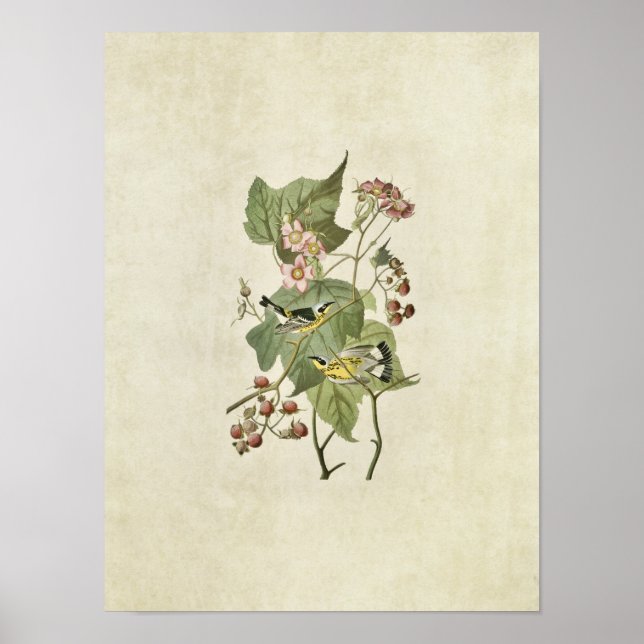 Poster Placa 123 | Warblers Pretos e Amarelos (Frente)