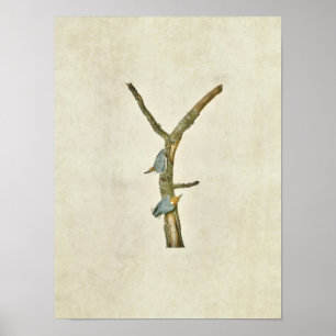 Poster Placa 125   Nuthatch de cabeça castanha