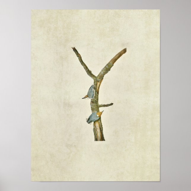 Poster Placa 125 | Nuthatch de cabeça castanha (Frente)