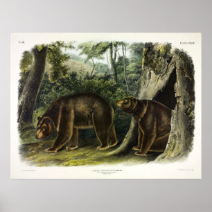 Poster Placa 127 Urso de Canela dos Quadrupedes de Audubo