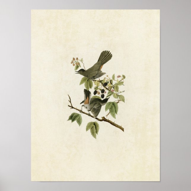 Pôster Placa 128 | Caprino | Aves da América (Frente)