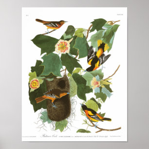 Pôster Placa 12 Baltimore Oriole de Audubon